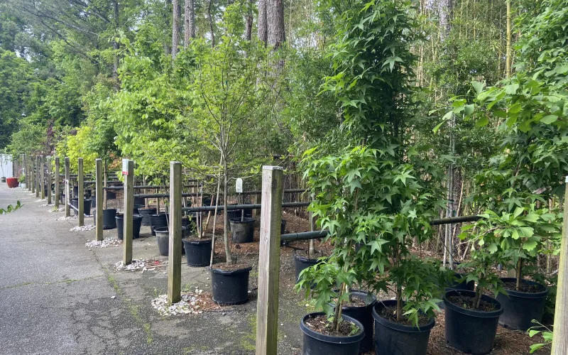 a garden with potted plants