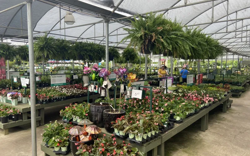 a greenhouse with plants and flowers