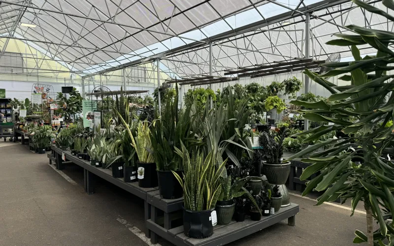 a large indoor planter garden