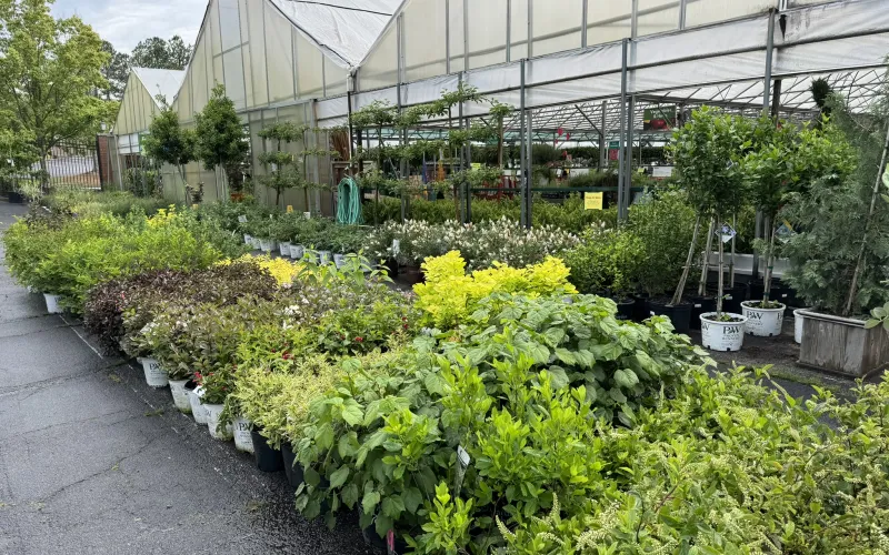 a garden with plants and flowers