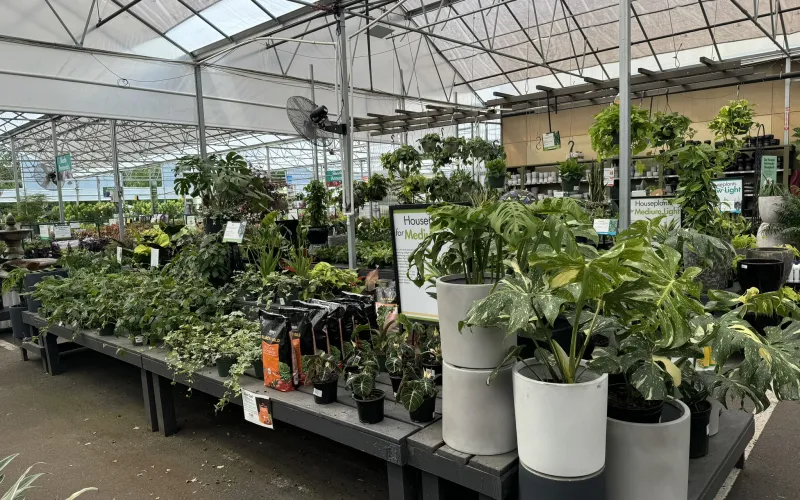 a greenhouse with many plants