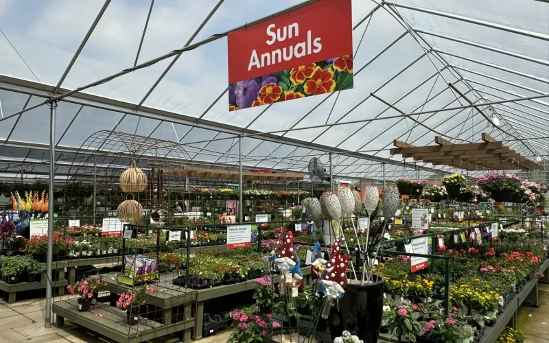 a flower shop with many flowers