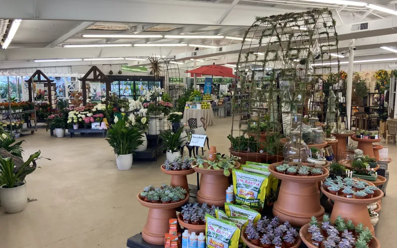 a store with many potted plants