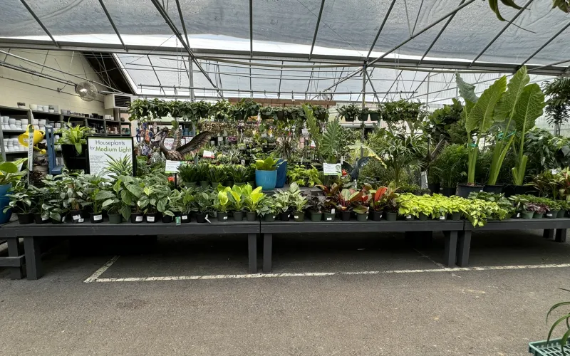 a greenhouse with plants and flowers