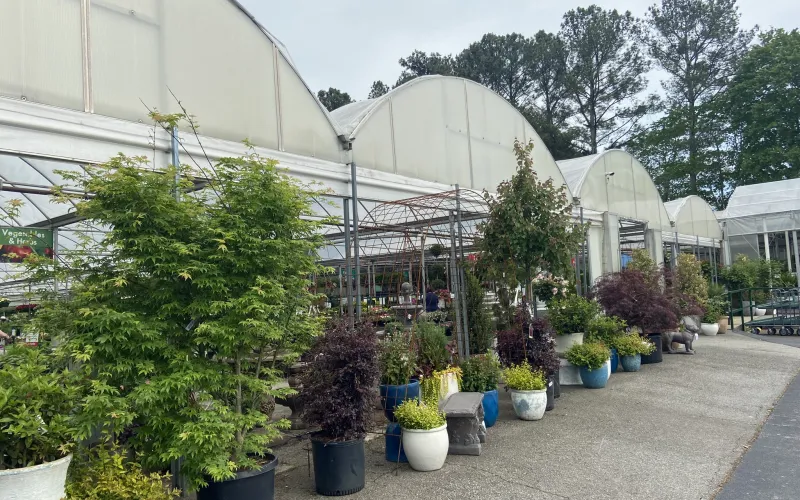 a group of plants in pots outside