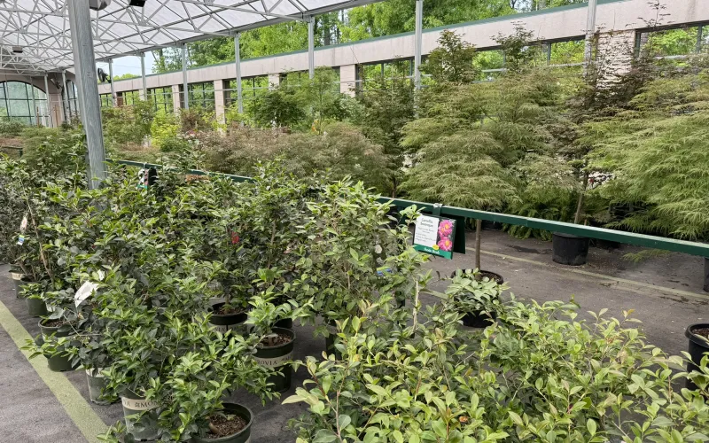 a greenhouse with plants and flowers