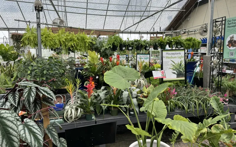 a greenhouse with plants and flowers