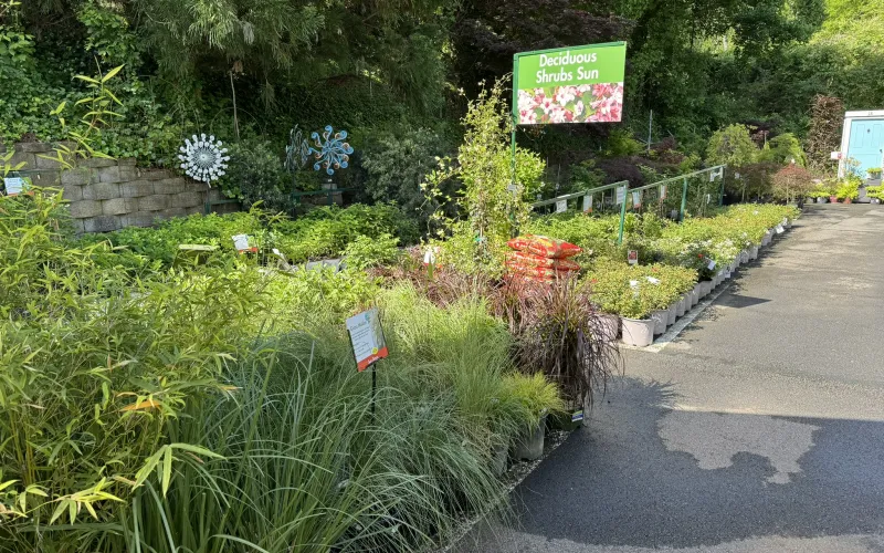 a garden with plants and flowers