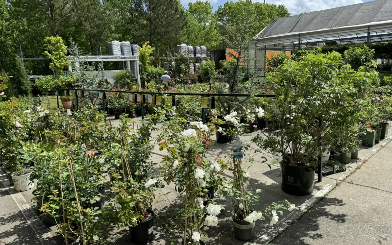 a garden with many potted plants