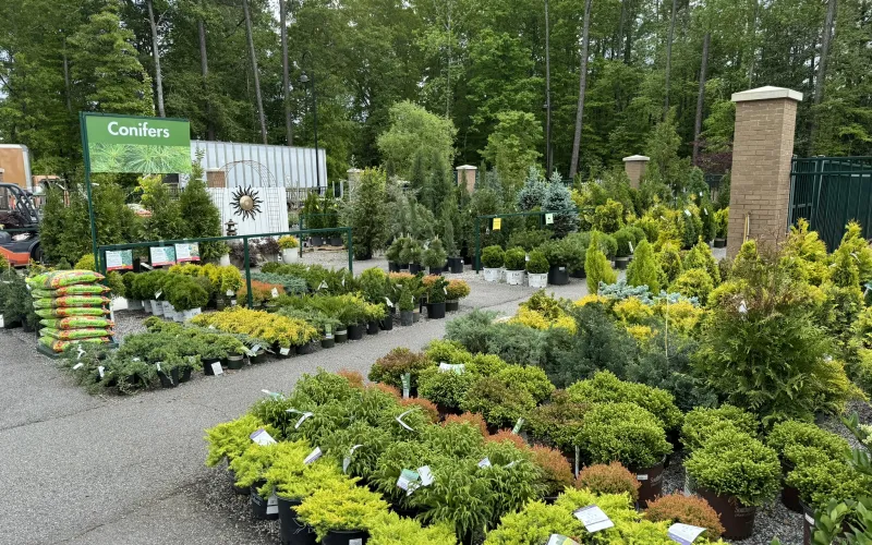 a garden with trees and plants
