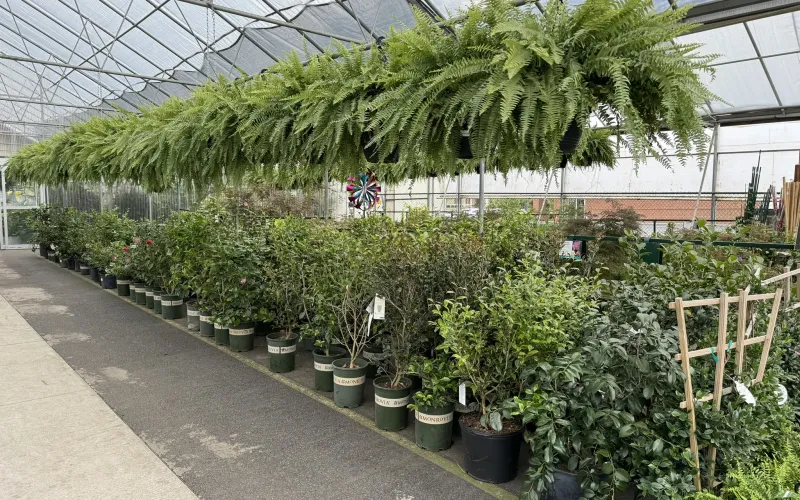 a greenhouse with many plants