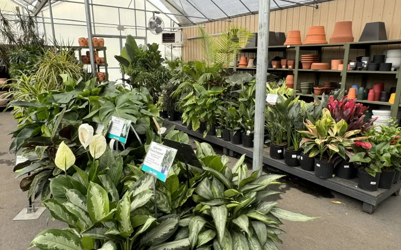 a greenhouse with plants and flowers