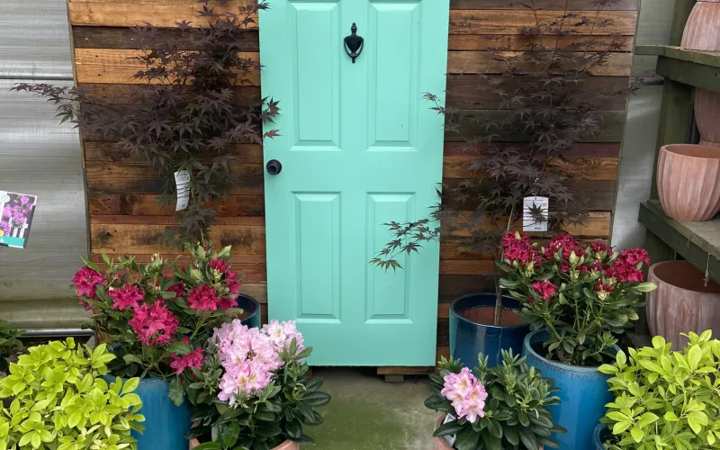 a group of potted plants outside a door