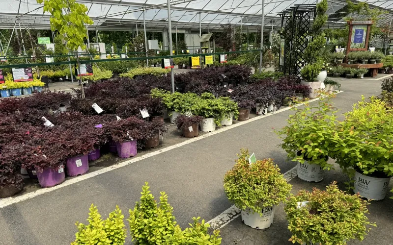 a greenhouse with many plants