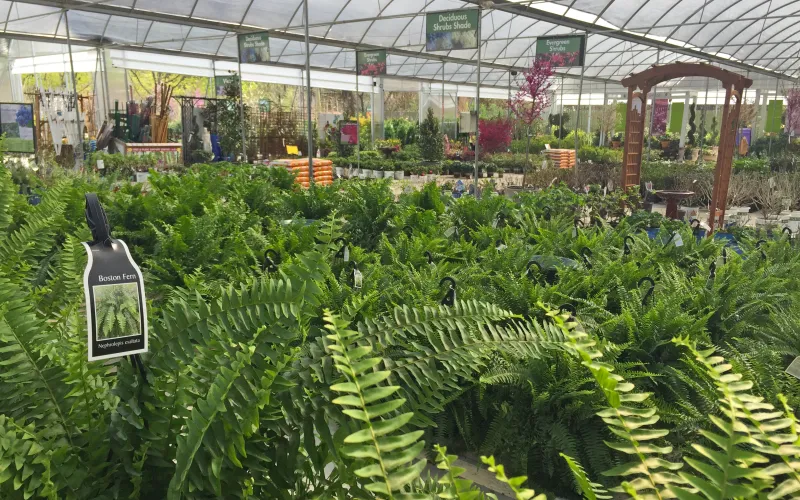 a bunch of green bananas