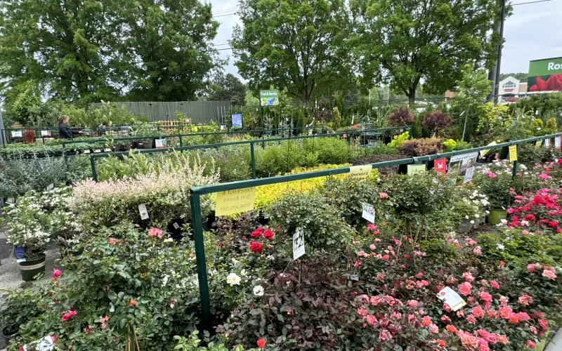 a garden with flowers