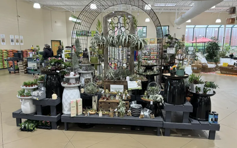 a large display of plants