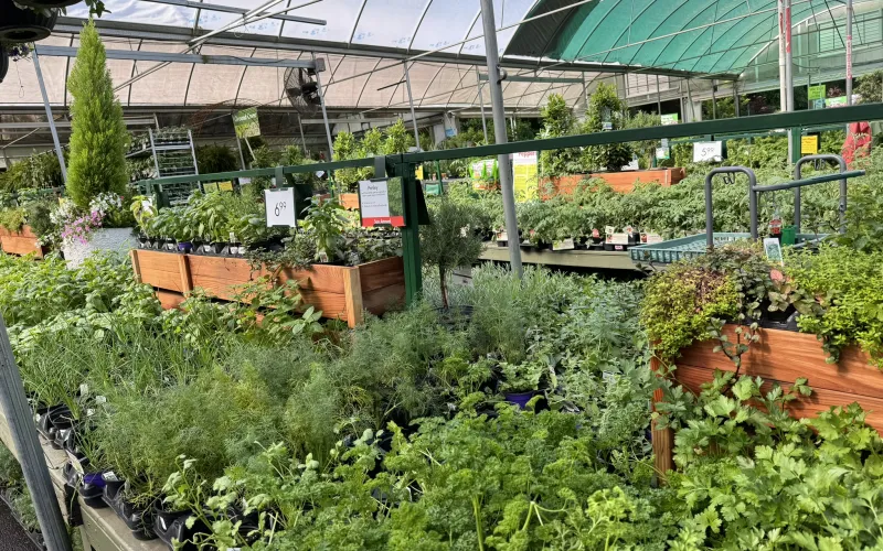a greenhouse with plants