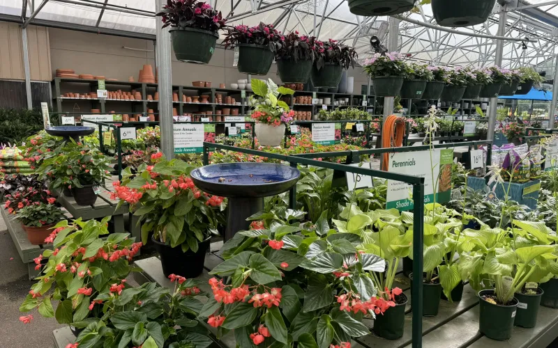 a greenhouse full of plants