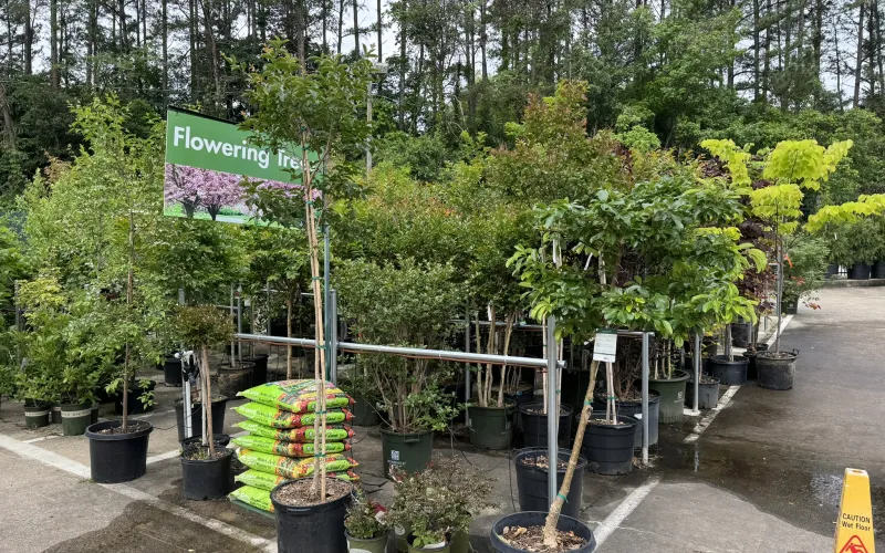 a group of trees in a garden