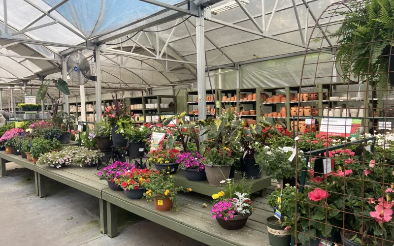 a greenhouse with many plants