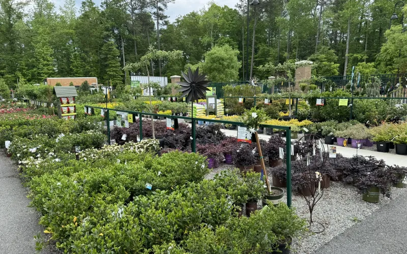 a garden with trees and plants