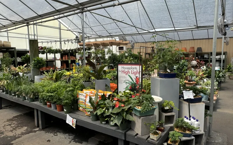 a greenhouse with many plants