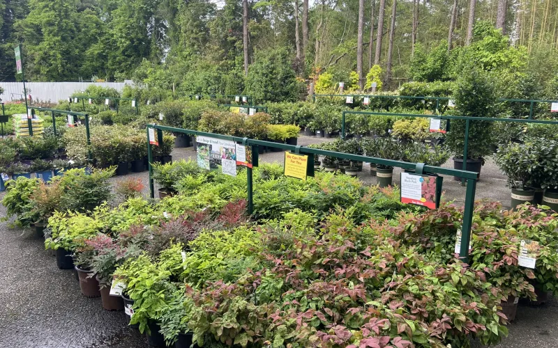 a garden with plants and trees