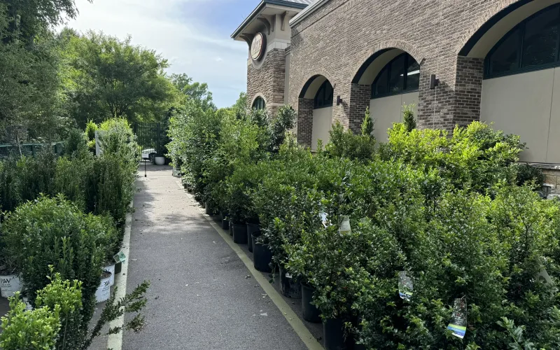 a path with plants and trees