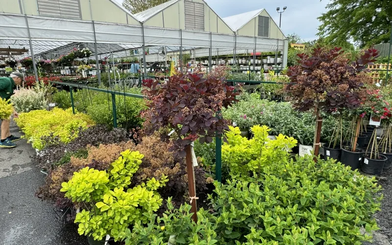 a garden with plants and flowers