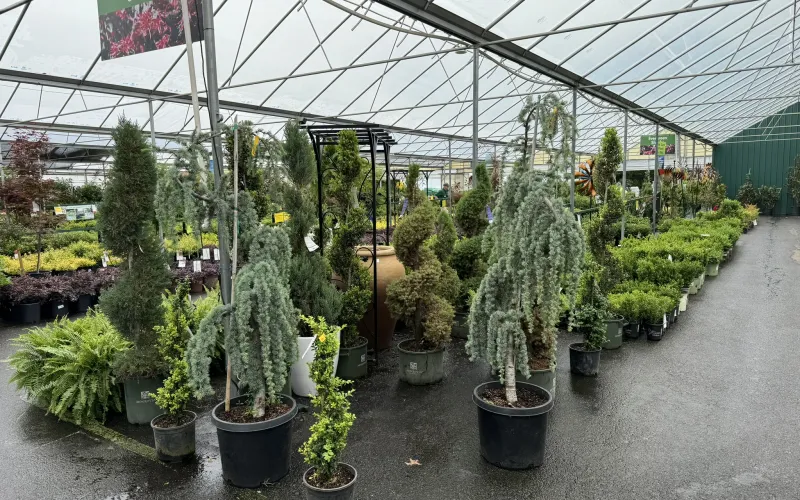 a group of plants in pots