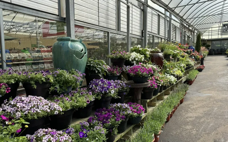 a greenhouse full of plants