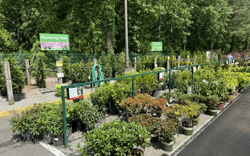 a garden with a fence and plants