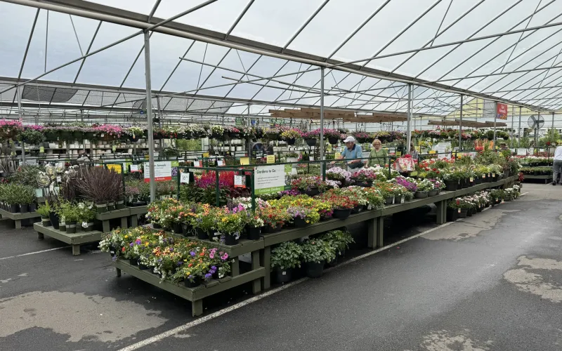 a greenhouse with plants and flowers