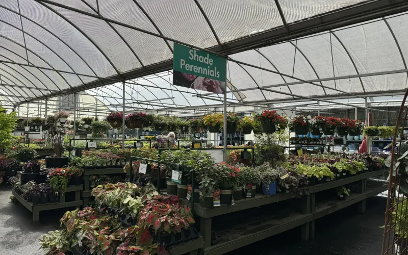 a greenhouse with plants and flowers