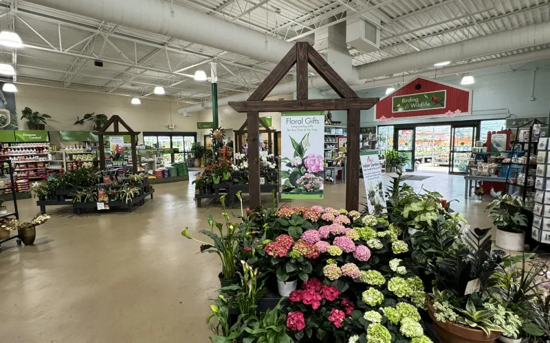 a flower shop with many flowers