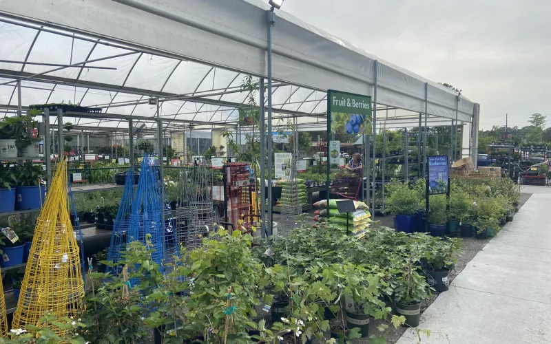 a greenhouse with plants and a statue