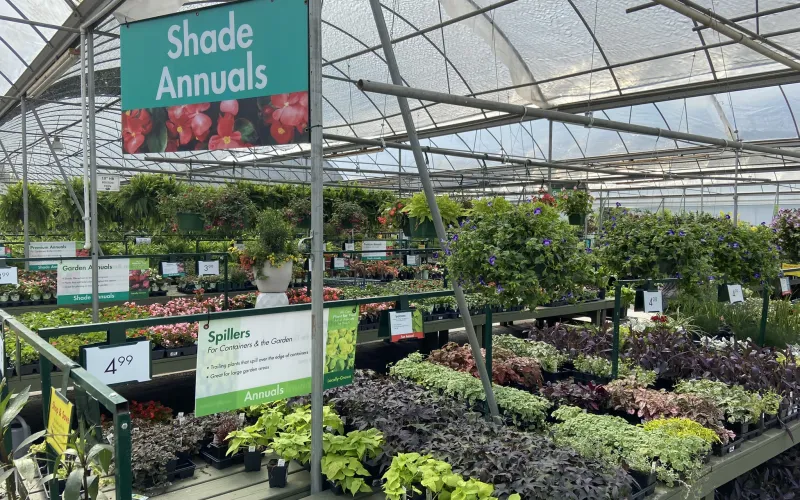 a large greenhouse with plants