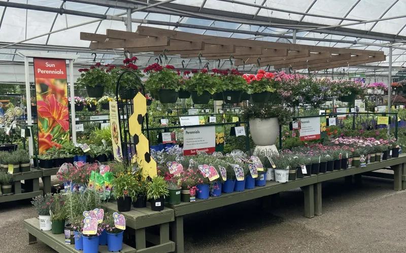 a flower shop with many flowers