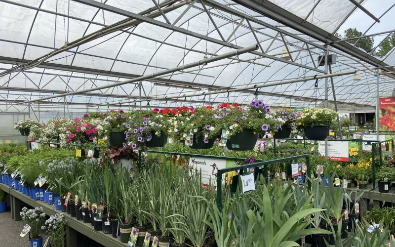 a greenhouse with many plants