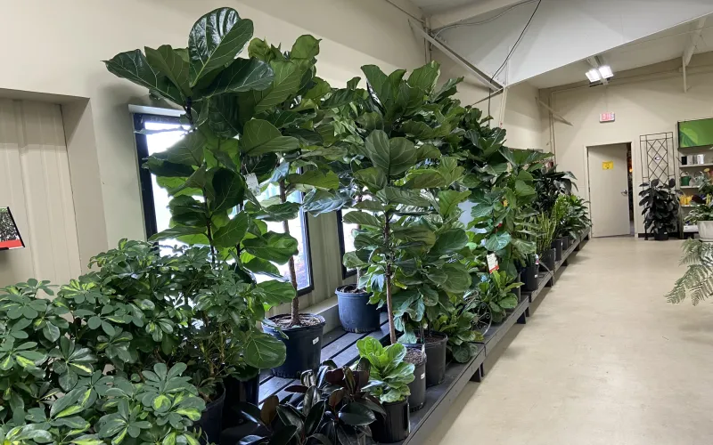a room with potted plants