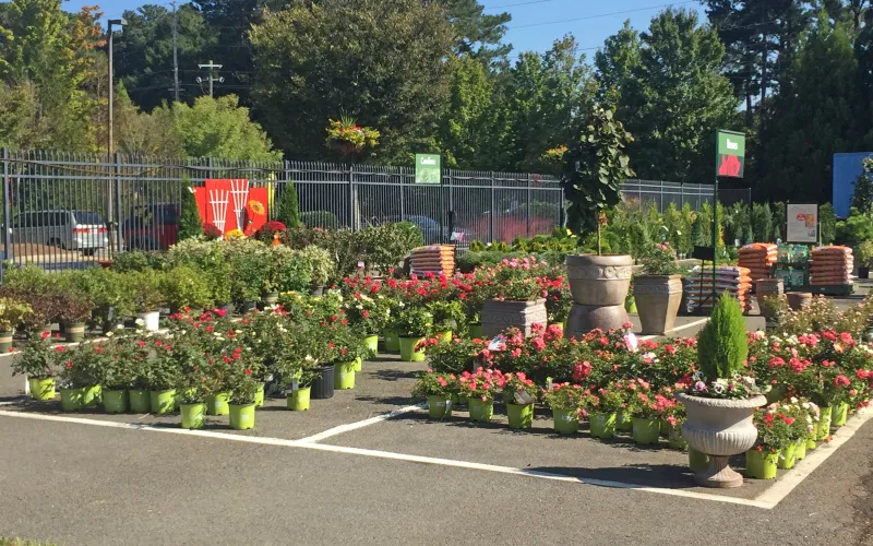 a close up of a flower garden