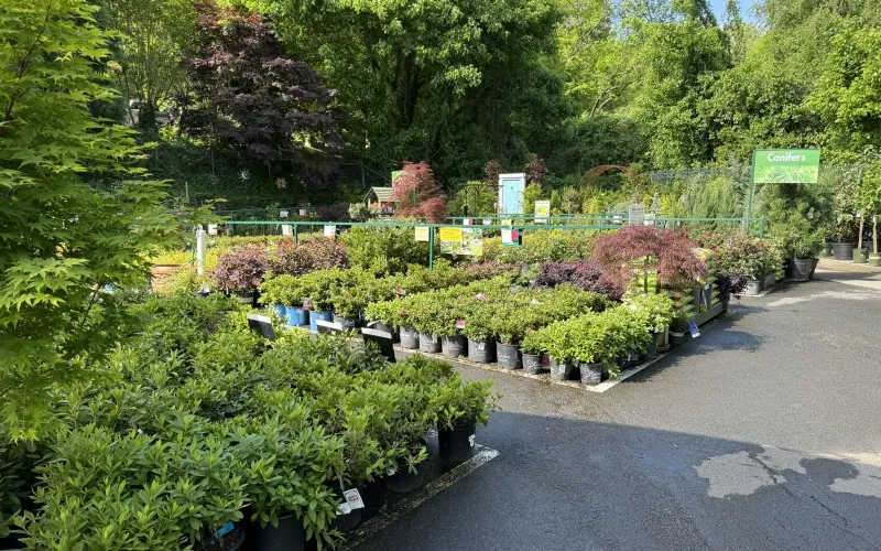 a garden with flowers and trees