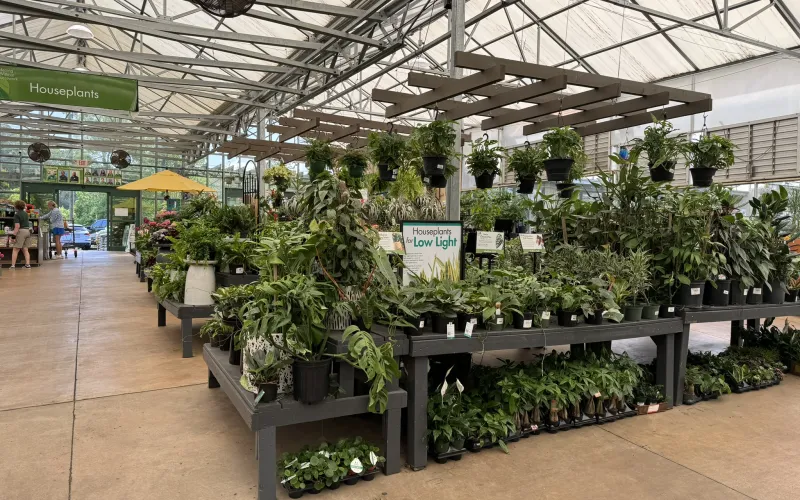 a large indoor planter garden