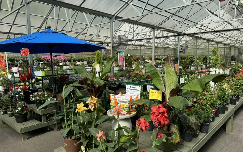a greenhouse with many plants and umbrellas