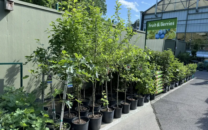 a row of potted plants