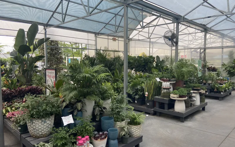 a greenhouse with many plants