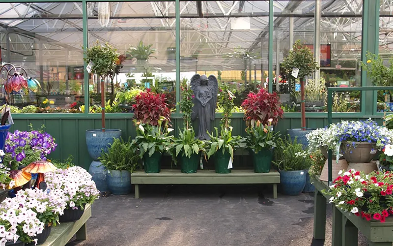 a close up of a flower garden