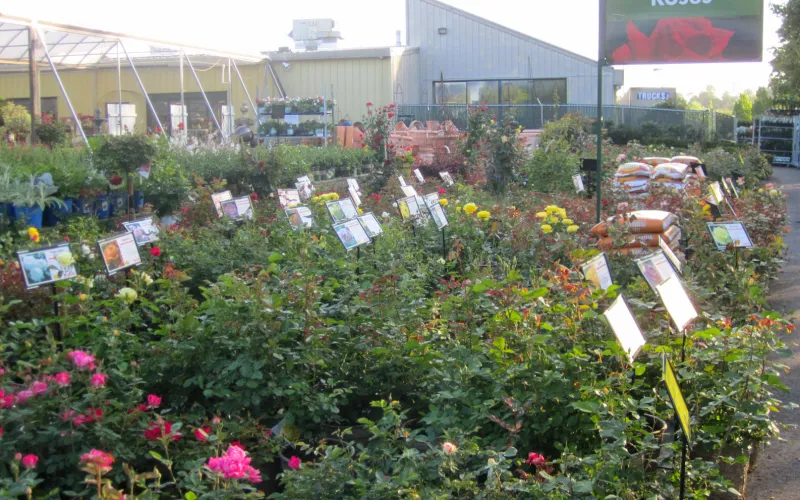 a close up of a flower garden