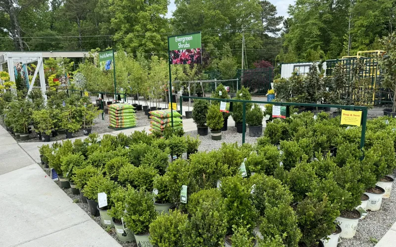 a garden with plants and trees